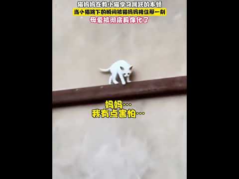 萬物皆有靈性 當貓媽媽接住小貓那一刻，母愛具像化了！ #母愛不分物種 #萬物皆有靈性 #貓咪的心思都寫在臉上了 #治癒系 #藝術在