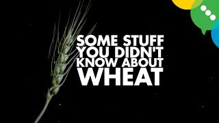Stuff You Didn&#39;t Know About Wheat