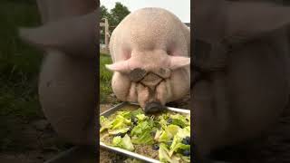 Download lagu Babi tergemuk di dunia ini 😬 mp3