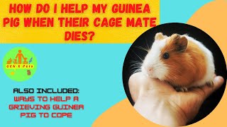 How do I help my guinea pig when their cage mate dies | Do guinea pigs get sad when other dies