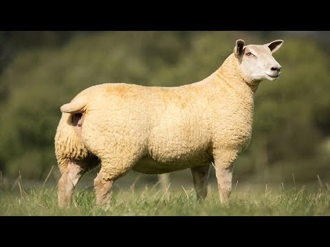 , title : 'Charollais Sheep | Large Well-Muscled'