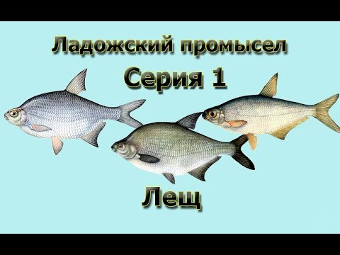 Русская Рыбалка 3.99 (Russian Fishing) Ладожский промысел 1 - Лещ