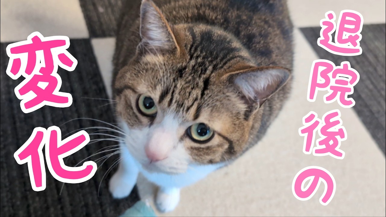 退院後の猫の変化。vol.1546