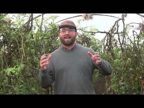 Évértékelő a walipiniből - Kísérlet zárása