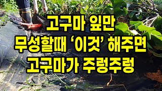 고구마 잎만 무성할 때 이것 해주면 고구마가 주렁주렁