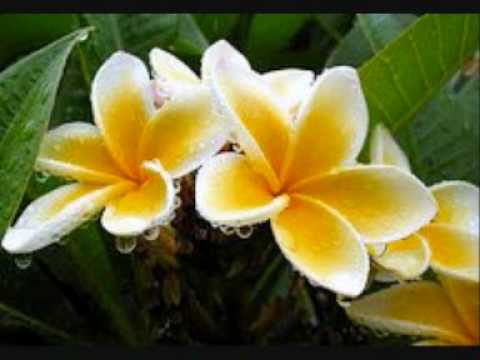 Pasifiki Tonga - Tu'imala Kaho