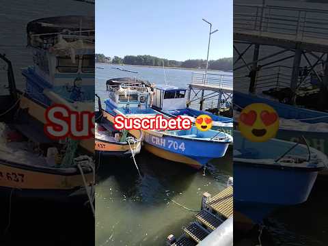 CALETA DE PTO SAAVEDRA. CHILE #araucanía #chile #surdechile #feedshorts