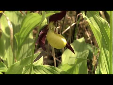 Alfeld´s wilde Orchideen - Pflanzenzauber im Leinebergland