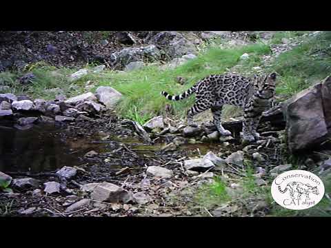 Amazing Arizona Ocelot Video by Conservation CATalyst - YouTube