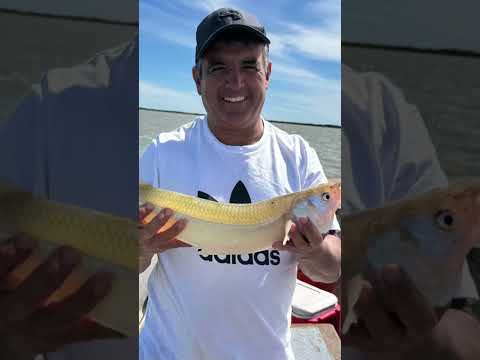 Excelentes matungos en Madariaga guia @rubenalezano tel +5492267539566 Salidas guiadas y alojamiento