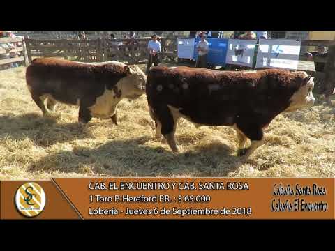 06-09-18 Venta de Toros Hereford P.R. - Cab. El Encuentro y Cab. Santa Rosa - Loberia
