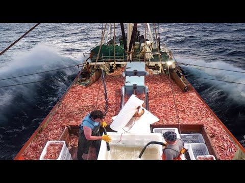 Amazing Shrimp Fishing Video - Net fishing shrimp, Catch & freeze hundreds tons shrimp on boat