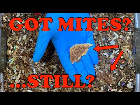 How to Estimate The Number of Mites In Your Worm Bin & What to Do Or Not Do About Them! Vermicompost