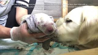 How to clear a gasping puppies lungs after whelping!
