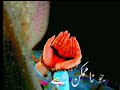 5 Shocking Things About Ramadan Ramsha Sultan Shortsyoutube