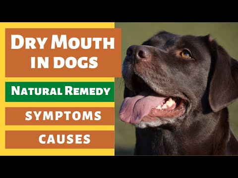 How to Treat Dry Mouth (Xerostomia) of Dogs at home | kutte ke munh mein sujan ka ilaj