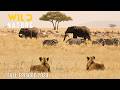 WILD TANZANIA Survival Challenges In The Land Of Predators Animal Documentary