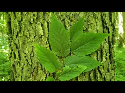 ID That Tree: Hackberry
