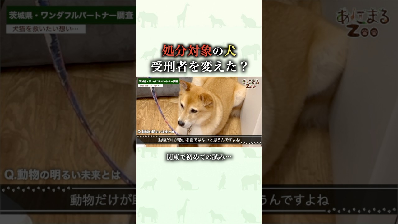 【感動】処分対象の犬が犯罪者を変えた話…#動物保護 #保護犬 #受刑者 #犯罪者 #あにまるzoo