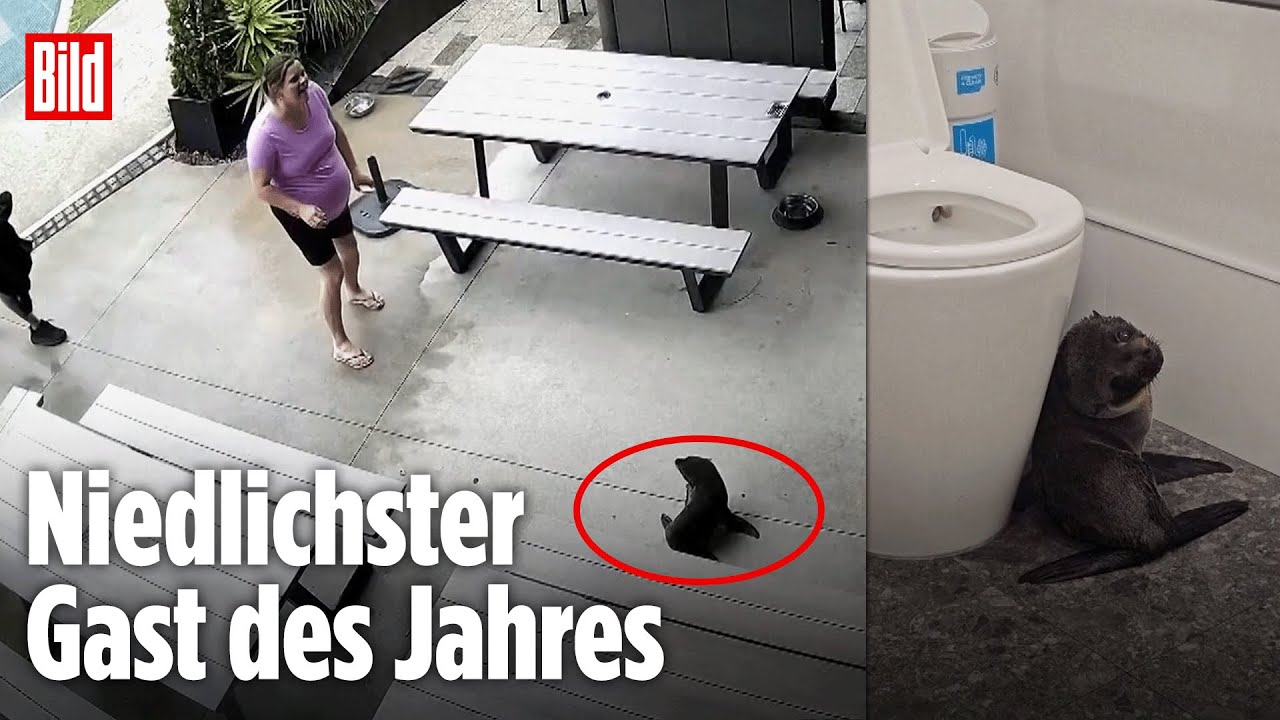 Neuseeland: Plötzlich watschelt DIESES Seehundbaby in eine Bar