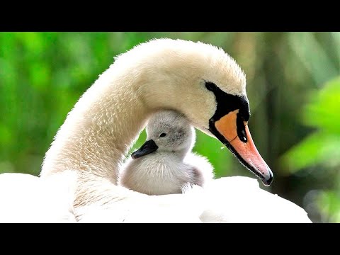 Spójrzcie, kogo samotnie wychowuje ten łabędź