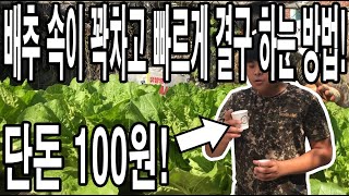 배추결구 시기에 이것을 뿌리면 배추 속이 꽉차고 결구가 확실하고 빠르게 되요! 만드는데 100원도 안들고 배…
