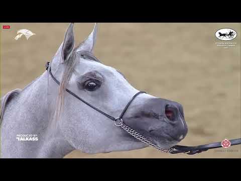 N 33 MAITHA JATHAB   6th Qatar Nat  Arabian Peninsula HS for individual Owners   Fillies 2 Years Old