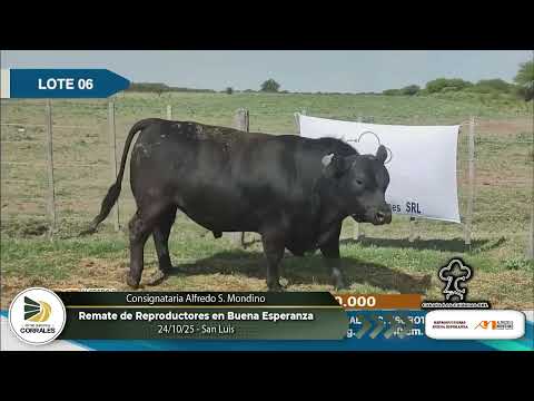 24-10-25 - Remate de Reproductores en Buena Esperanza - Consignataria Alfredo S. Mondino - San Luis