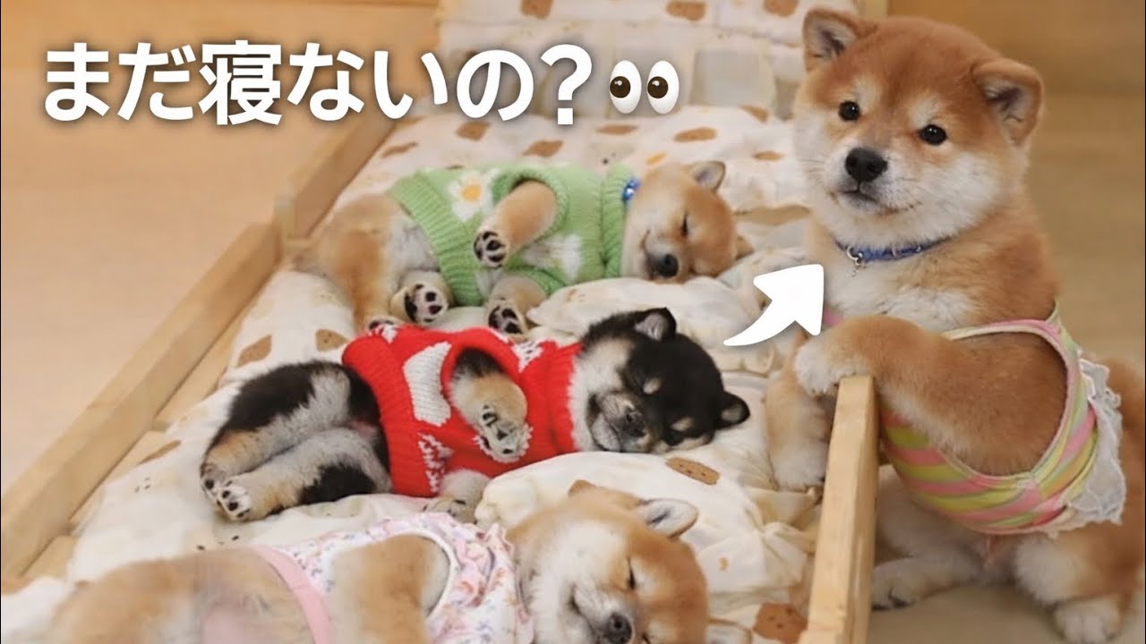 寝かしつけ成功…？いや、まだ2匹起きてる Mission complete…? Wait, 2 are still awake 🐶