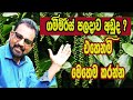 ගම්මිරිස් පලදාව වැඩිකරගන්නේ මෙහෙමයි 