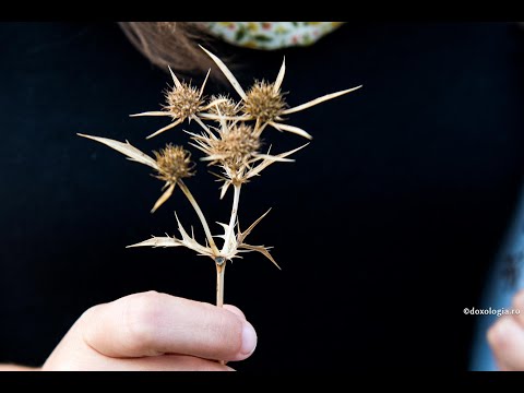 Cum să scap de gândurile de hulă împotriva lui Dumnezeu?