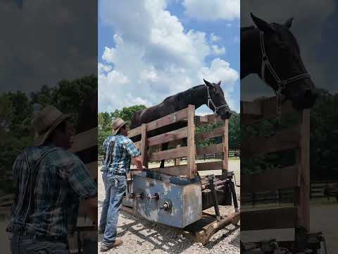 Draft Horse on a Treadmill ? Check this out !