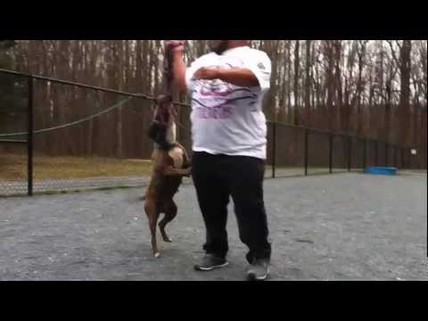 Pitbull Bite Grip Force