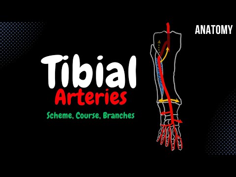 Anterior & Posterior Tibial Arteries Scheme (Course, Branches) | Anatomy