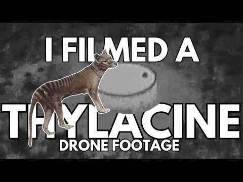 Tasmanian Tiger (Thylacine) filmed in 2023 on the mainland? 1080p