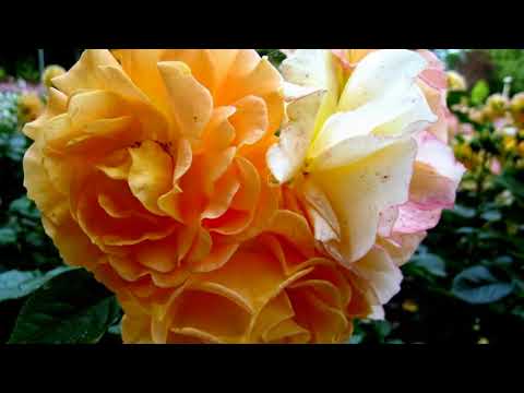 TONI KECZER   Jesienne Róże