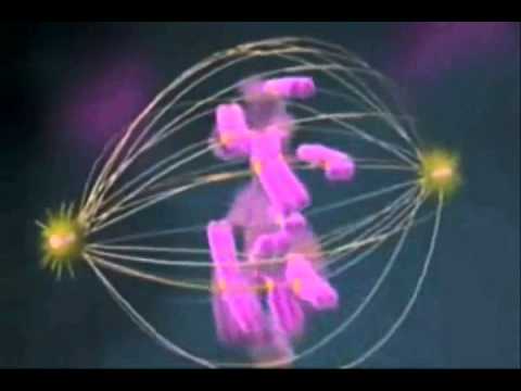 download lagu mp3 mp4 Profage, download lagu Profage gratis, unduh video klip Profage