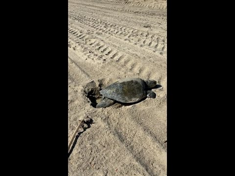 Scientists record first-ever West Coast sea turtle nesting