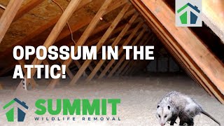 Opossum in the Attic! - Summit Environmental Solutions