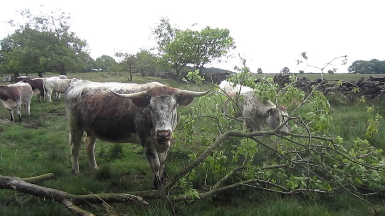 Longhorns browsing