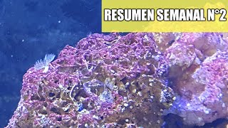 ✅Resumen semanal Nº2 [SORPRESAS]