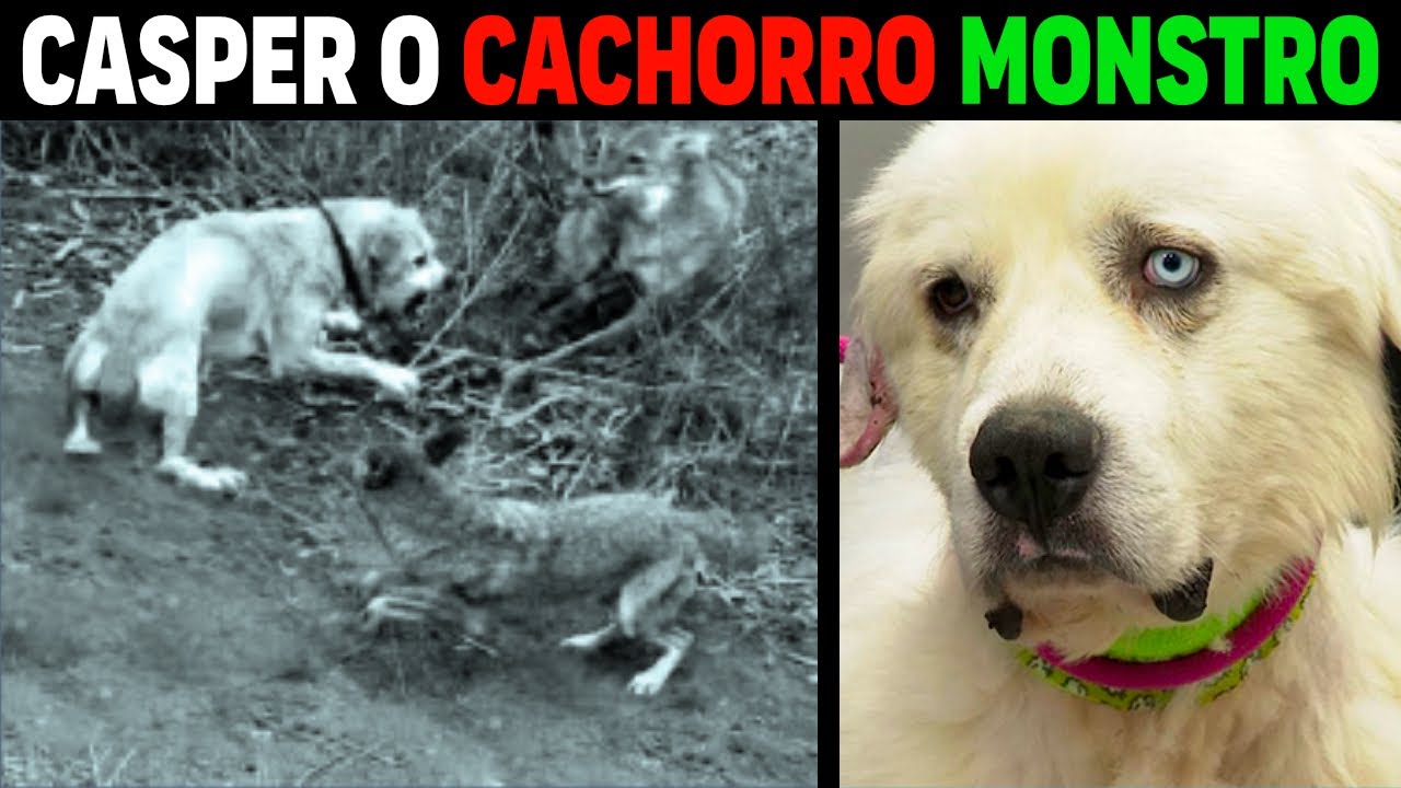 Casper -  O CACHORRO MONSTRO QUE ENFRENTOU 11 COIOTES