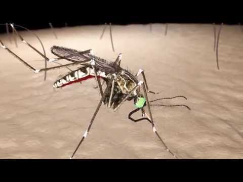 Anatomy of a Mosquito Part 1: The structures of the head