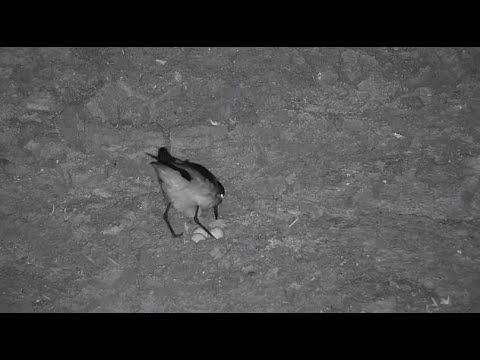 Djuma: Blacksmith Lapwing has THREE eggs now - 23:36 - 08/02/20