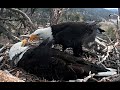 Shadow Tries Stick Ploys Placing Them On Jackie She Says No Dice 3 9 21 Big Bear Eagles