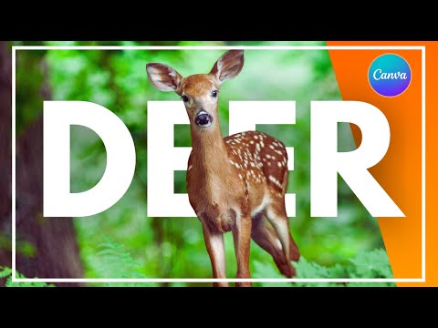 How to Create a Product Animation Video Ad in Canva Step by Step Guide