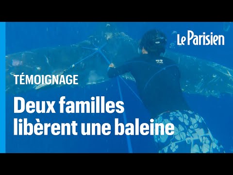 Le sauvetage rocambolesque d'une baleine par deux familles françaises à bord de leurs voiliers
