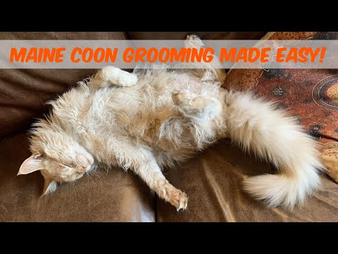 How to groom a Maine Coon cat and the best Maine Coon grooming kit.