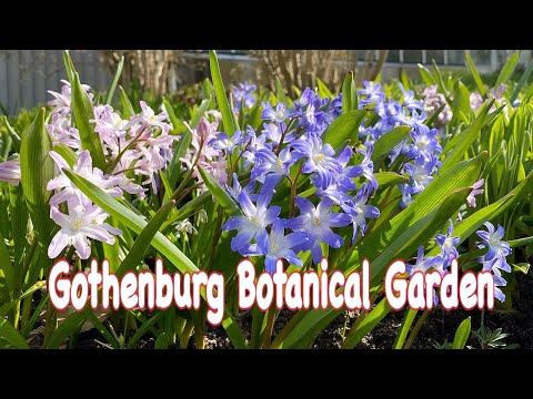 Gothenburg Botanical Garden in Spring I Sweden I Merupakan salah satu kebun raya besar di Eropa.