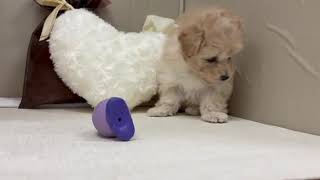 ハーフ犬の動画01